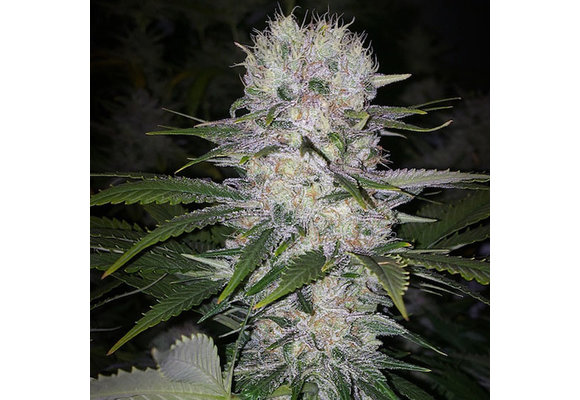 Ethos Skunk Hero Rbx1