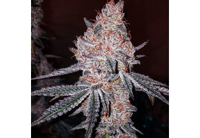 Ethos Strawberry OG Cookies R1