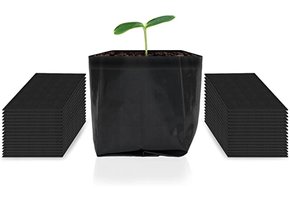 Nursery 1 gal acinfinity