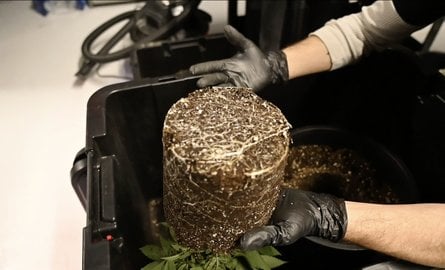 How to Transplant Clones for robust plant health