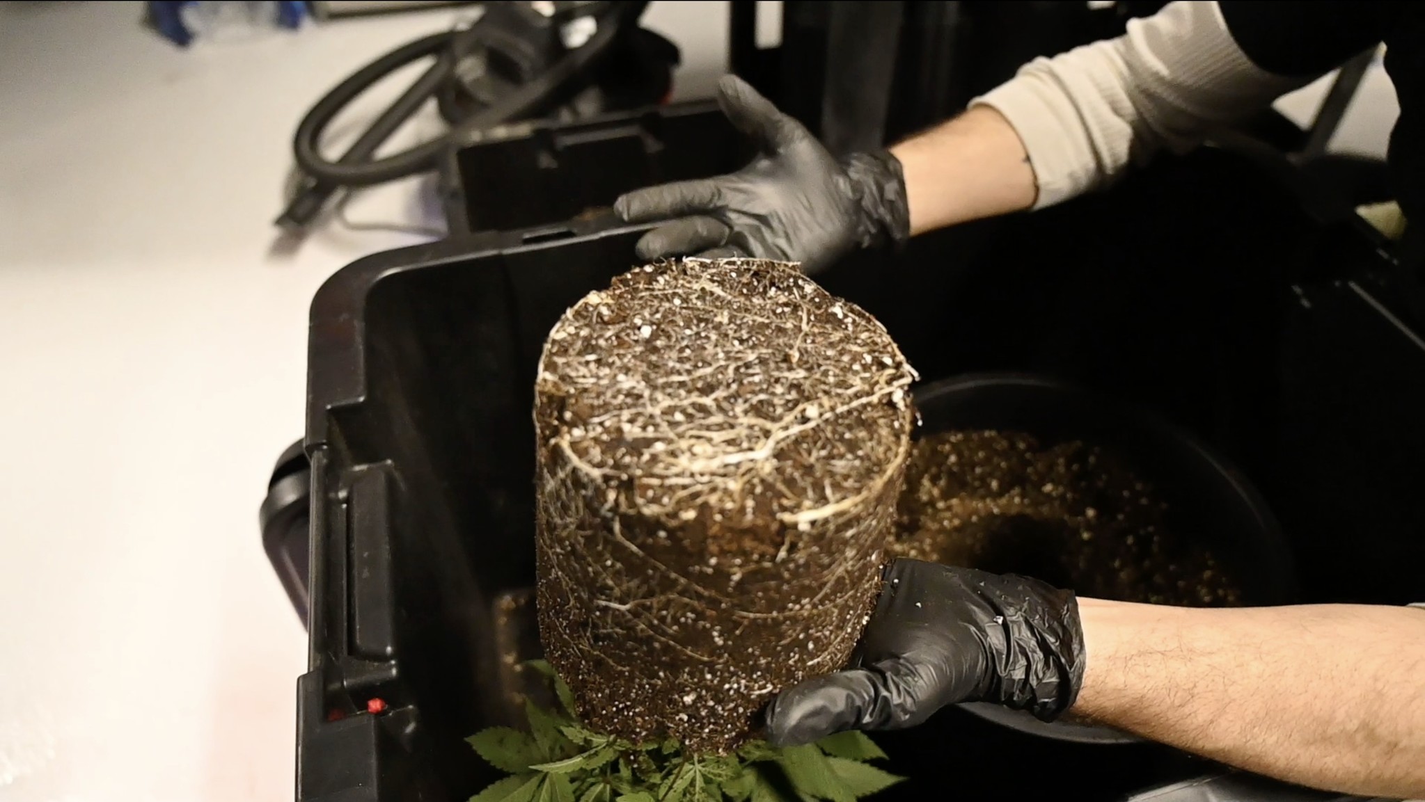 How to Transplant Clones for robust plant health