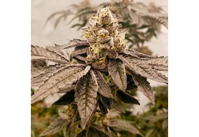 Elev8 Apple A La Mode 6pk fem