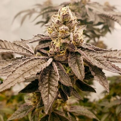 Elev8 Apple A La Mode 6pk fem