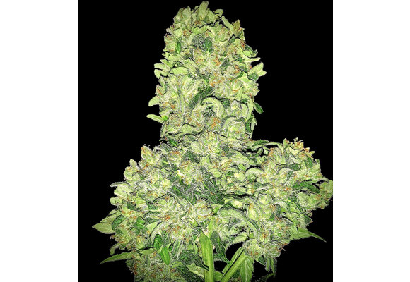 Elev8  Alien Otto 6pk Auto