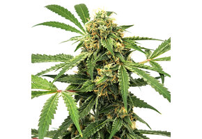 Elev8 Paranormal 6pk Auto