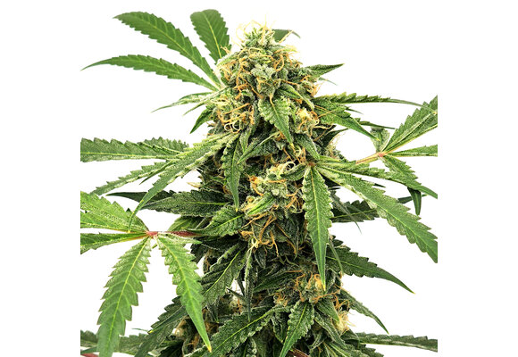 Elev8 Paranormal 6pk Auto