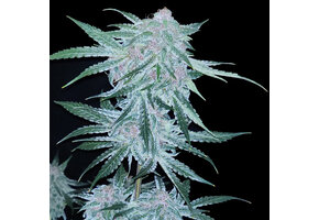 Elev8 Midnight Bessie 6pk Auto