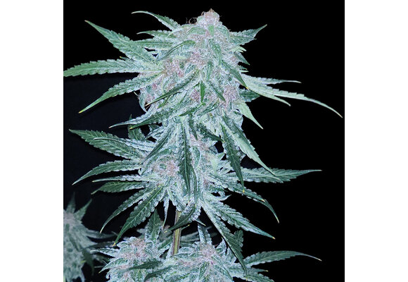 Elev8 Midnight Bessie 6pk Auto