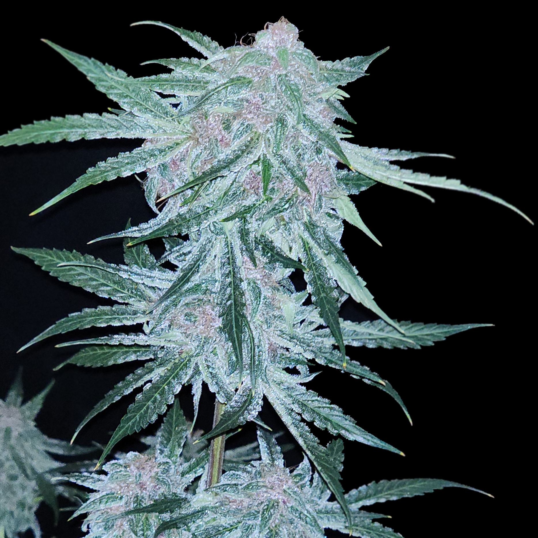 Elev8 Midnight Bessie 6pk Auto