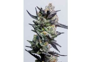 Elev8 Huckleberry Punch 6pk fem