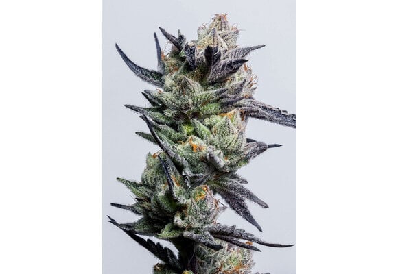 Elev8 Huckleberry Punch 6pk fem