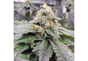 Elev8 Green Funk 6pk fem