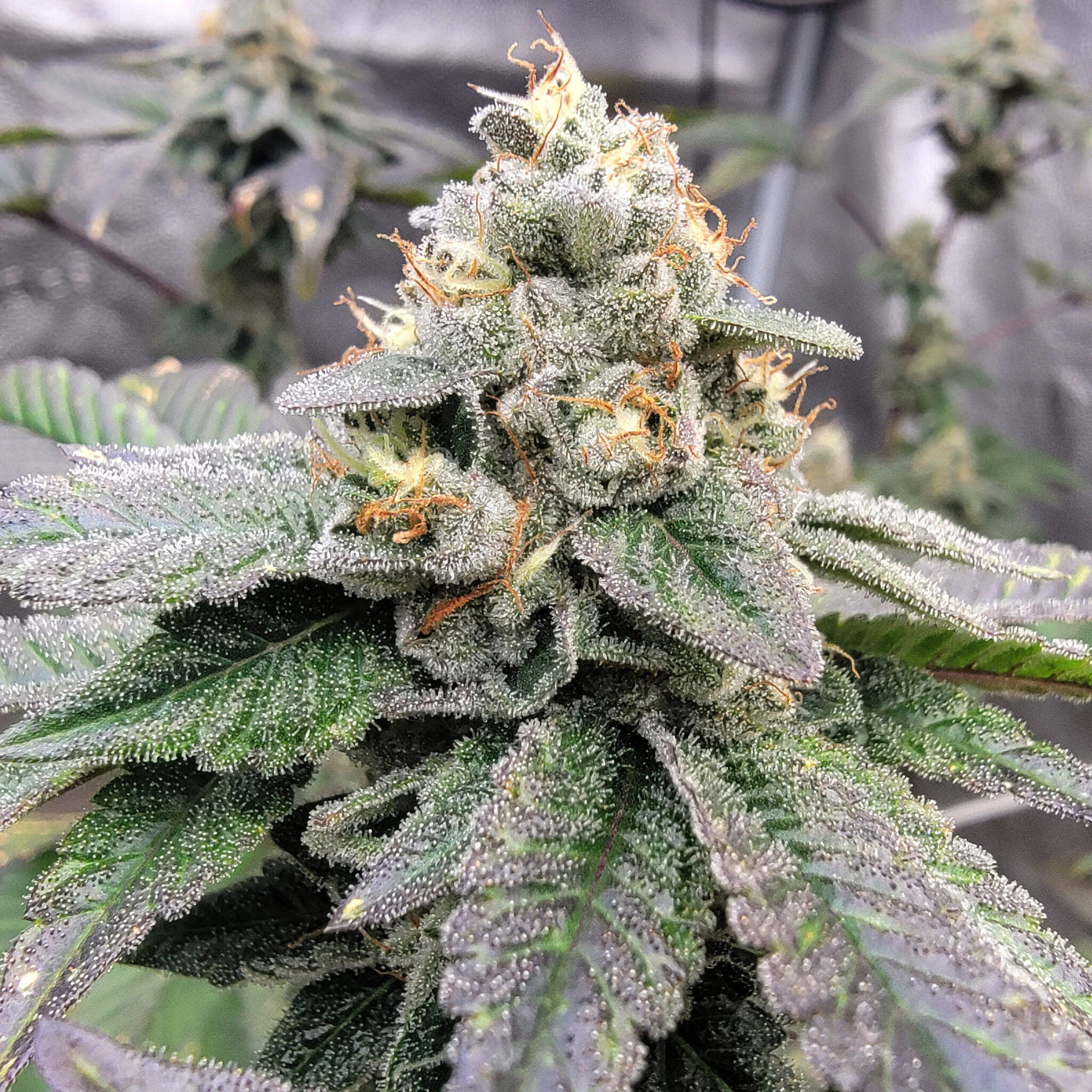 Elev8 Green Funk 6pk fem