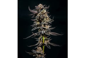 Elev8 Gelatomo 6pk fem