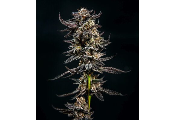 Elev8 Gelatomo 6pk fem