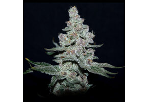 Elev8 Fire ‘N Ice 6pk fem