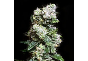 Elev8 Blunt Bombz 6pk fem