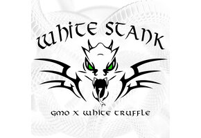 Elev8 White Stank 6pk fem