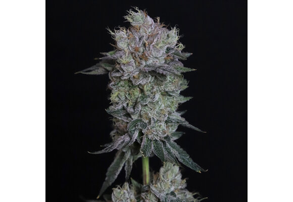 Elev8 Tiki Tom 6pk fem