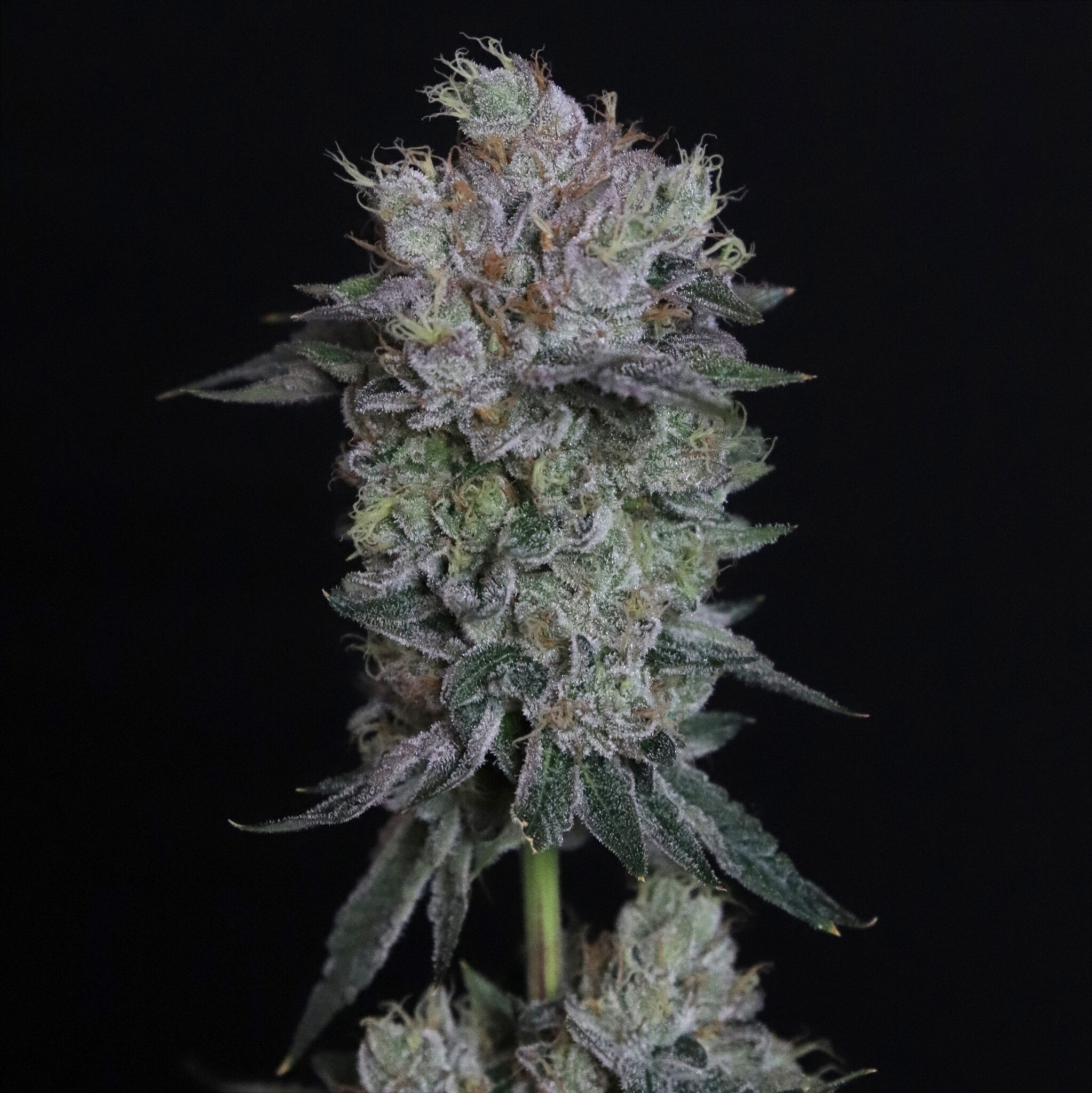 Elev8 Tiki Tom 6pk fem