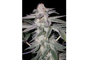 Elev8 Sherbert Punch 6pk fem