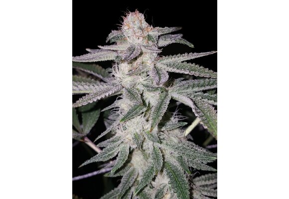 Elev8 Sherbert Punch 6pk fem