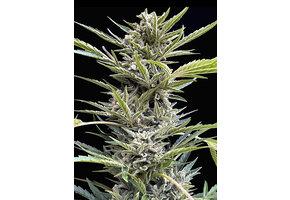 Elev8 Shadow Og 6pk Auto