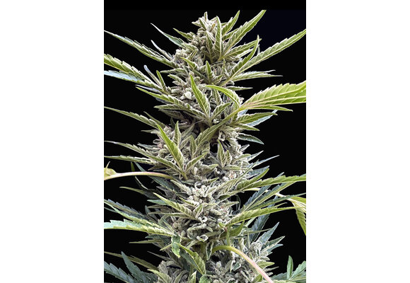 Elev8 Shadow Og 6pk Auto