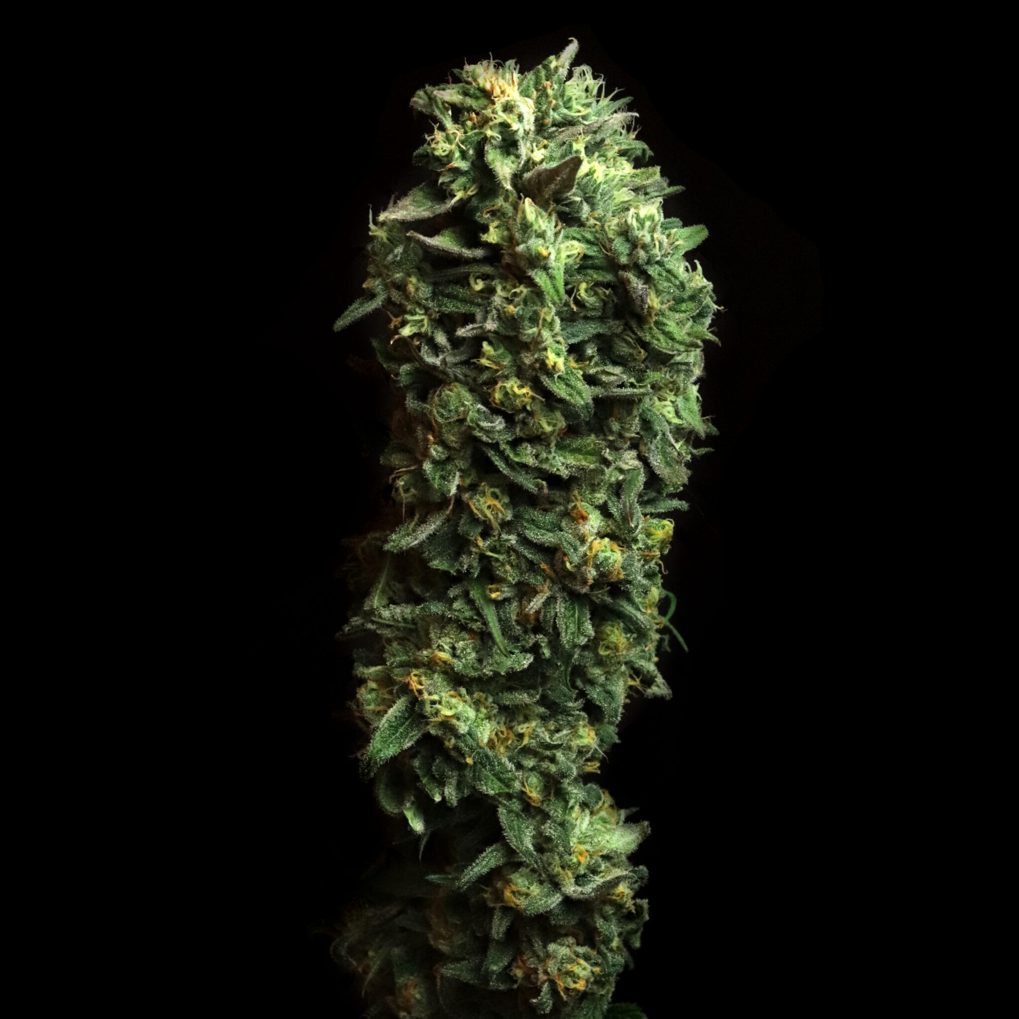 Elev8 Party Favors 6pk fem