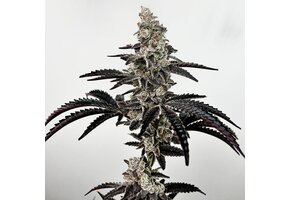 Exotic genetix Black Patronus 6 pack