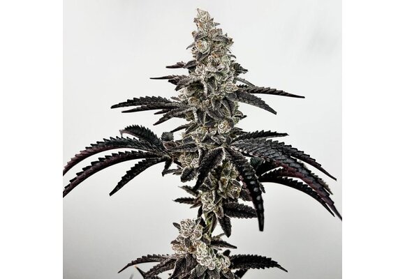 Exotic genetix Black Patronus 6 pack