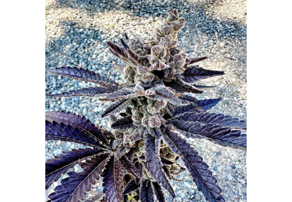 Exotic genetix Cosmopolis 6 pack