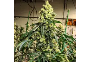 Ethos pillows R1 5 pack