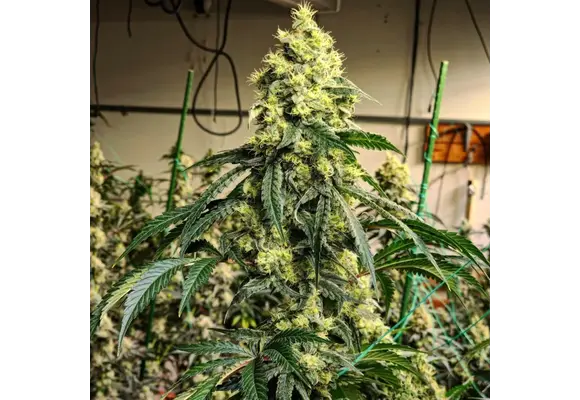 Ethos pillows R1 5 pack