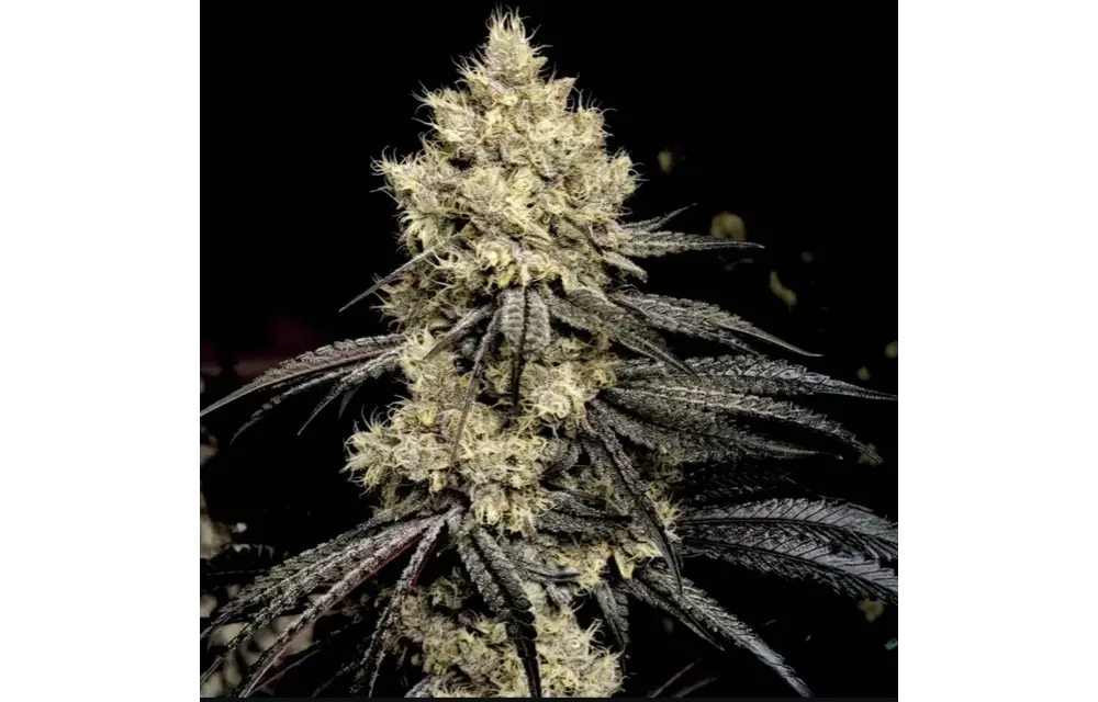 Ethos sour G R1 5 pack
