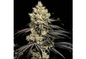 Ethos sour G R1 5 pack