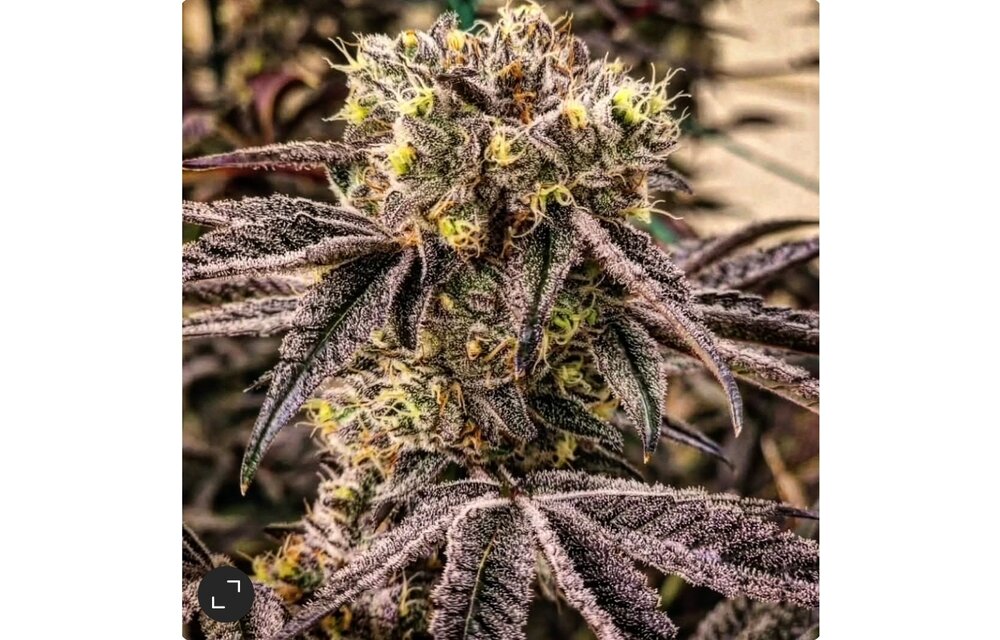 Ethos M.C. Nuggets R1 5 pack