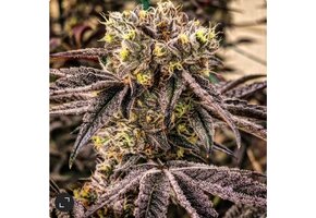 Ethos M.C. Nuggets R1 5 pack