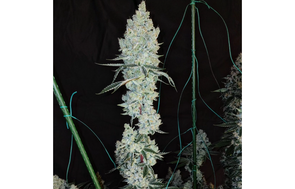 Ethos lemon cherry pie R1
