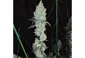 Ethos lemon cherry pie R1