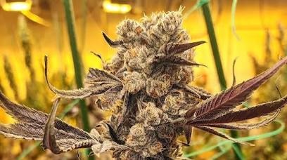 Ethos dip n’stix Rbx1 5 pack