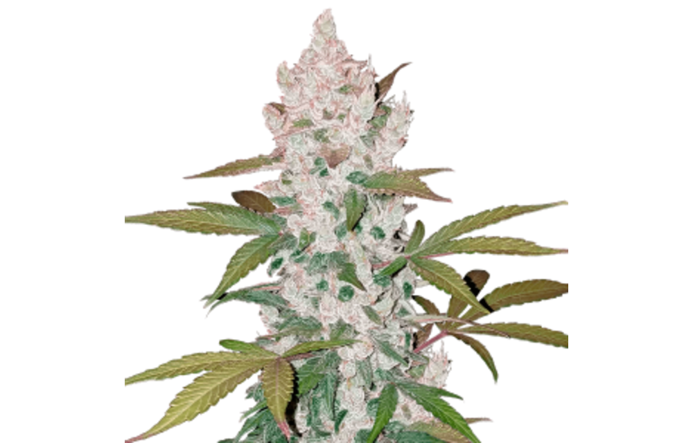 Fast buds Girl Scout cookies