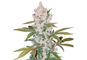 Fast buds Girl Scout cookies