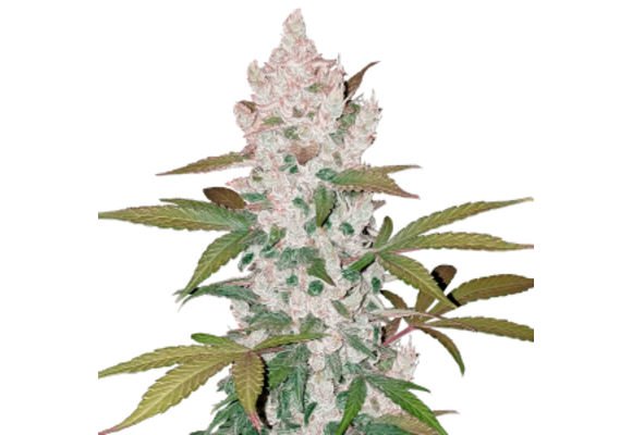 Fast buds Girl Scout cookies