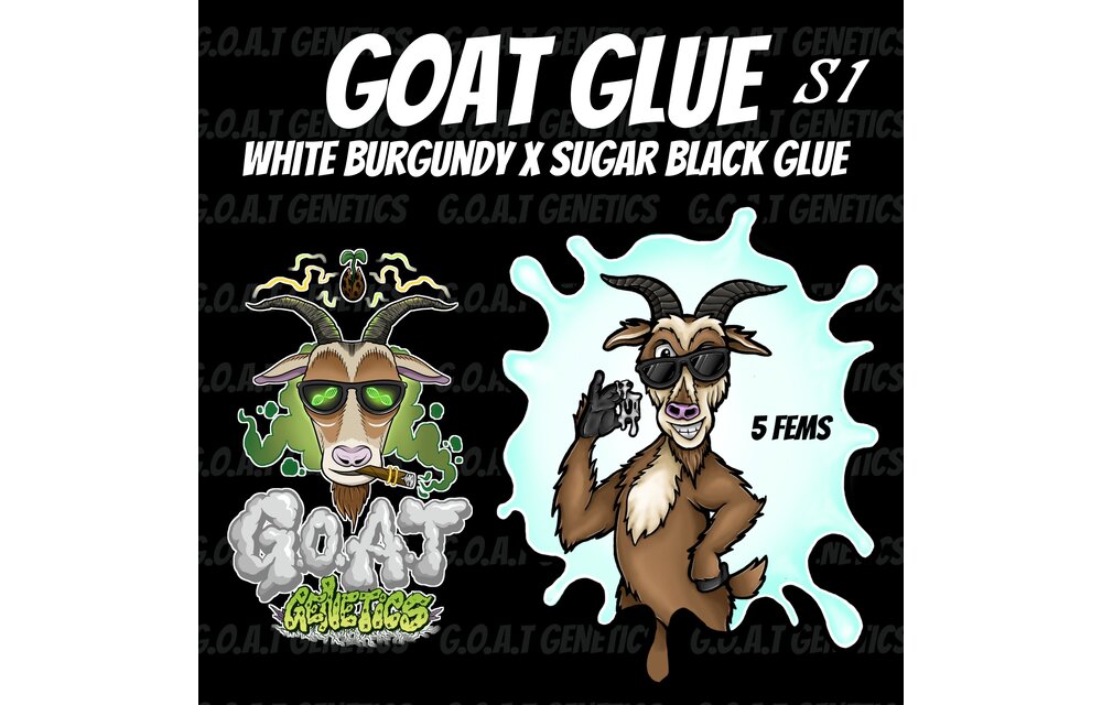 GOAT glue s1 5 fems