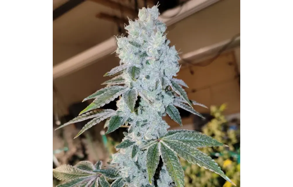 Ethos voila auto Rbx5 3 pack