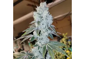 Ethos voila auto Rbx5 3 pack