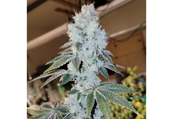 Ethos voila auto Rbx5 3 pack