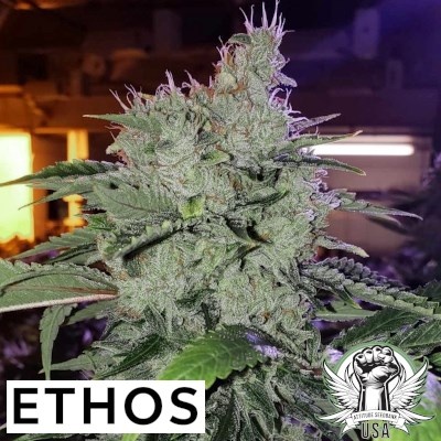 Ethos chem funk R1