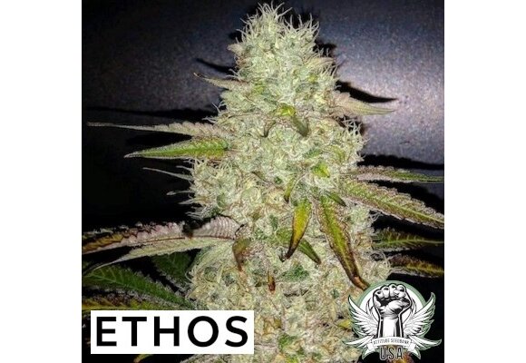 Ethos toasted R1